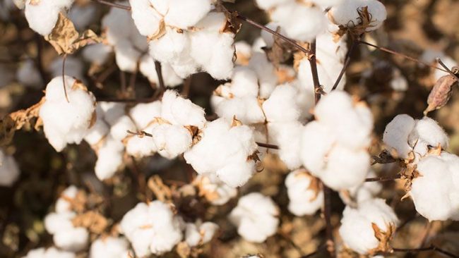 Indian Textiles ministry wants more relief to boost the cotton industry